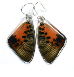 Butterfly Earrings, Shining Red Charaxes, Top Wing