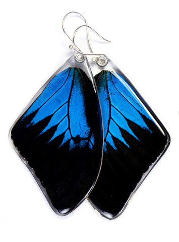 Butterfly Earrings, Mountain Blue Swallowtail, Top Wing