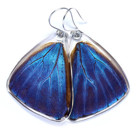 Butterfly Earrings, Blue Morpho Adonis, Bottom Wing