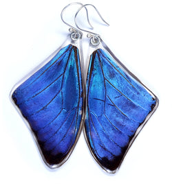Butterfly Earrings, Blue Morpho Adonis, Top Wing