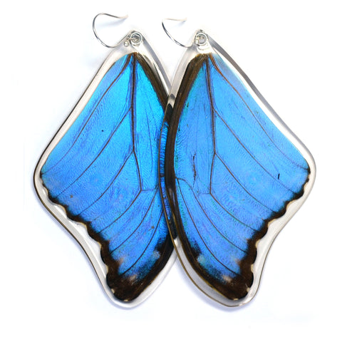 Butterfly Earrings, Giant Blue Morpho, Top Wing