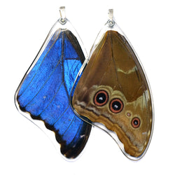 Butterfly Wing Pendant, Giant Blue Morpho, Top Wing