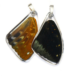 Butterfly Wing Pendant Only, Archduke Butterfly, Top Wing