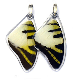 Butterfly Wing Pendant Only, Five Bar Swallowtail, Top Wing