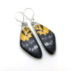 Butterfly earrings, False Tiger Butterfly, top wings