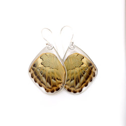 Real Butterfly earrings, Brown Clipper butterfly, bottom wings