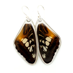 Real Butterfly earrings, Brown Clipper butterfly, top wings