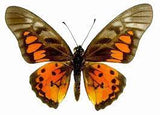 0591 Butterfly Wing Earrings, Red Spotted Graphium, bottom wings