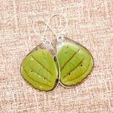 0593 Butterfly Wing Earrings, Hewitson's Olivewing, bottom wings