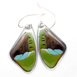 0593 Butterfly Wing Earrings, Hewitson's Olivewing, top wings