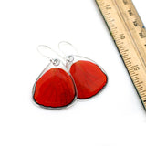 0645 Butterfly earrings, Red Flasher Butterfly, bottom wings
