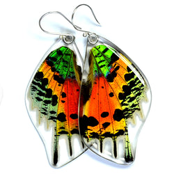 Real Butterfly earrings, Sunset butterfly, bottom wings