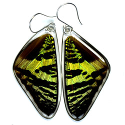 Real Butterfly earrings, Sunset butterfly, top wings