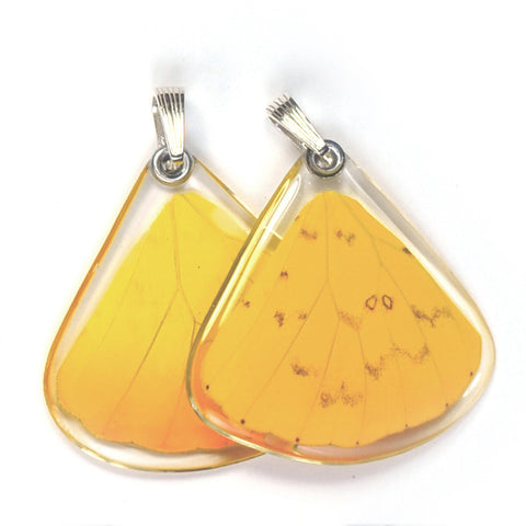 Butterfly wing pendant ONLY, Orange-barred Sulphur Butterfly, bottom wing