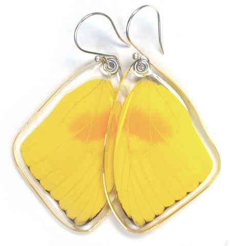 Butterfly earrings, Orange-barred Sulphur Butterfly, top wing