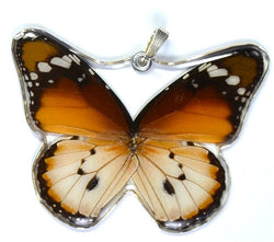 BU-0240-WP<BR>Whole Butterfly Pendant, African Monarch Butterfly