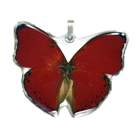 Whole Butterfly Pendant, Cymothoe Sangaris