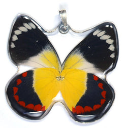 Whole Butterfly Pendant Only, SS bail, Timor Butterfly