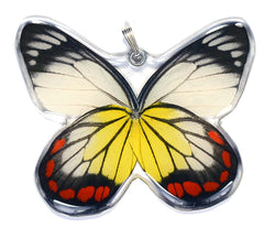 Whole Butterfly Pendant, Painted Jezabel